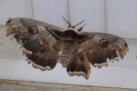 Saturnia pyri