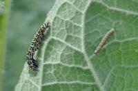Cucullia verbasci