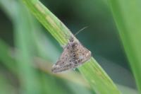 Pyrausta despicata
