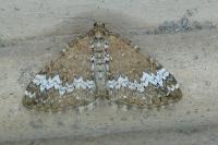 Perizoma alchemillata
