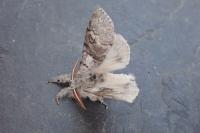 Calliteara pudibunda