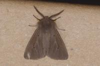 Diaphora mendica