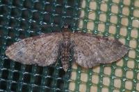 Eupithecia vulgata