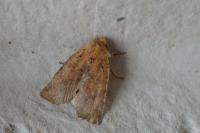 Conistra rubiginea