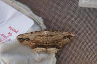 Menophra abruptaria