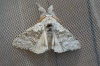Calliteara pudibunda