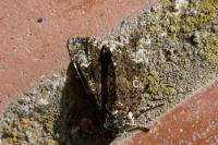 Craniophora ligustri