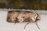 Agrotis puta