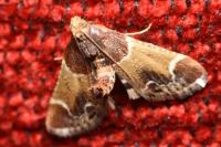 Pyralis farinalis