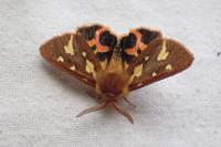 Arctia testudinaria