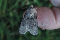 Agrotis segetum