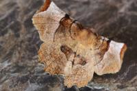 Selenia lunularia