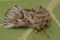 Amephana aurita