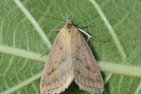 Raparna conicephala