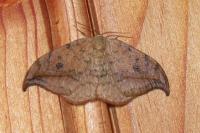 Drepana falcataria