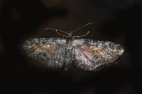 Eupithecia icterata
