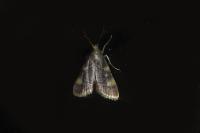 Hypsopygia costalis