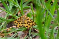 Pseudopanthera macularia