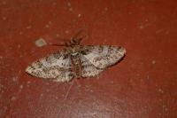 Cleora cinctaria