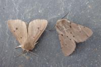 Diaphora mendica