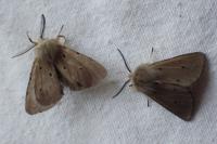 Diaphora mendica