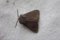 Diaphora mendica