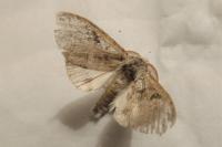 Calliteara pudibunda