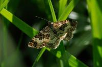 Epirrhoe alternata