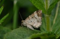 Epirrhoe alternata