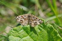 Ematurga atomaria
