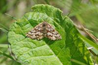 Ematurga atomaria
