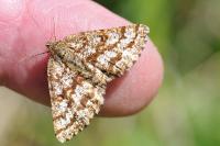 Ematurga atomaria