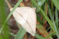 Petrophora chlorosata
