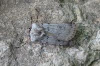 Agrotis cinerea