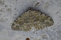 Coenotephria ablutaria