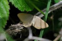 Minoa murinata
