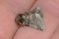 Thaumetopoea processionea