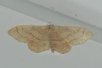 Idaea aversata