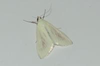 Sitochroa palealis