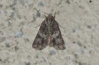 Acronicta rumicis