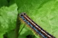 Malacosoma neustria