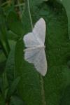 Scopula floslactata