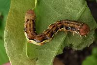 Erannis defoliaria