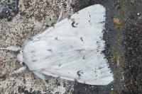 Acronicta leporina