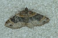 Xanthorhoe ferrugata