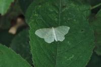 Idaea fuscovenosa