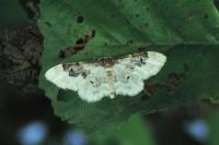 Idaea rusticata