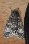 Acronicta megacephala