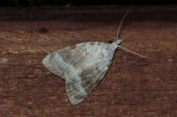 Meganola albula