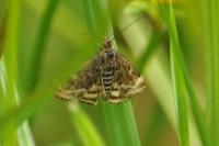 Pyrausta despicata